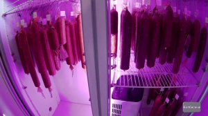 Технология изготовления сыровяленой колбасы  Часть 3