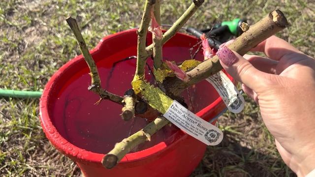 My journey into David Austin roses ~ James Galway, bare root climbing roses. смотреть онлайн