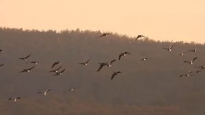 Озеро Солбат. Гусь гуменник. Рождение мечты...