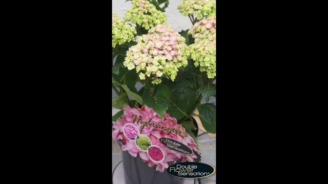 Hydrangea Double Flower Sensation Together Pink смотреть онлайн