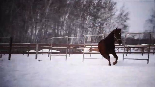 "Талисман" - клуб счастливых лошадей! смотреть онлайн