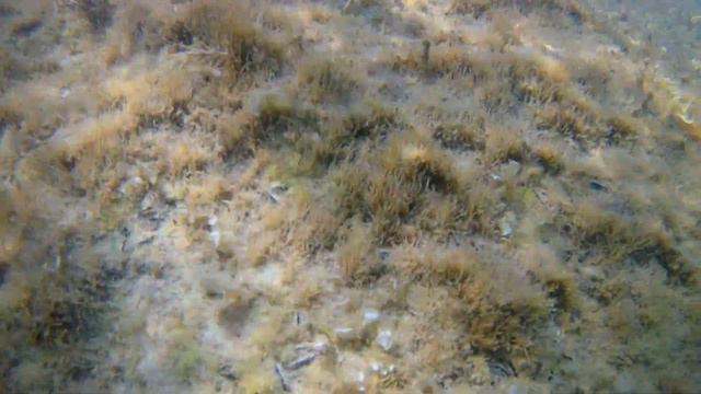 Черное море. Краб. смотреть онлайн