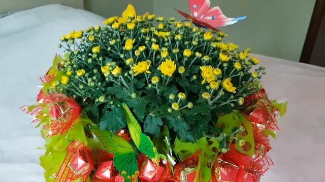 Корзина с живыми цветами и конфетами. Без фильтров. Вологда смотреть онлайн