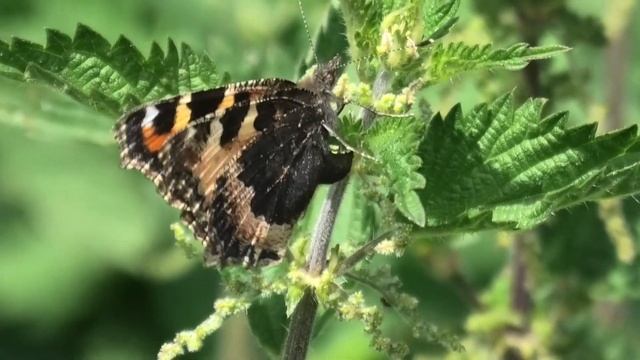 Small Tortoiseshell Butterfly Aglais urticae female ovipositing on Stinging Nettles Urtica dioica смотреть онлайн