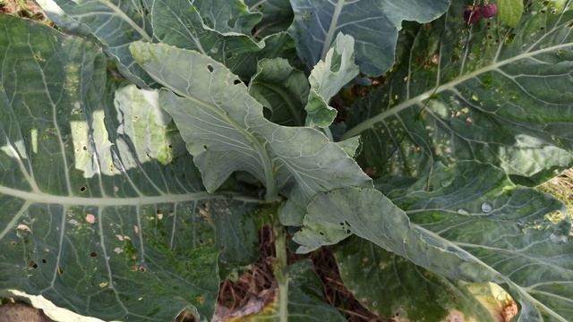 #огорододача капуста цветная обзор по сортам на 17.07.2021. смотреть онлайн