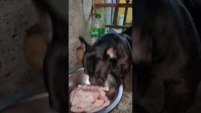 American Bully vs RAW WHOLE CHICKEN 🔥🔥🔥 смотреть онлайн