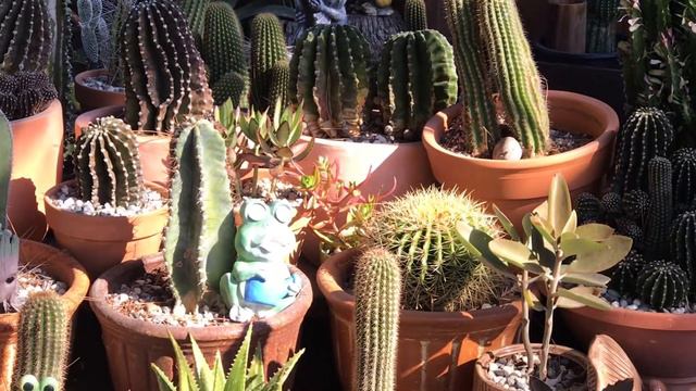 TOUR POR MI JARDÍN DE CACTUS Y MÁS SUCULENTAS ❤️ otoño 🍁 2020