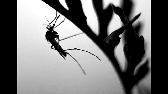 Животные в Зеркале