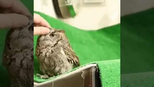 Топ 11 как позвать сову