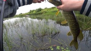 Протестил Metsui TROUT MASTER 21.08.2023