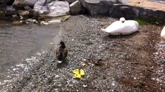 Лебеди и утки на Женевском озере смотреть онлайн