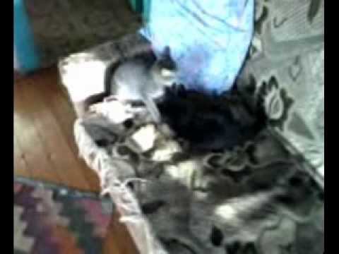 Котята играют смотреть онлайн