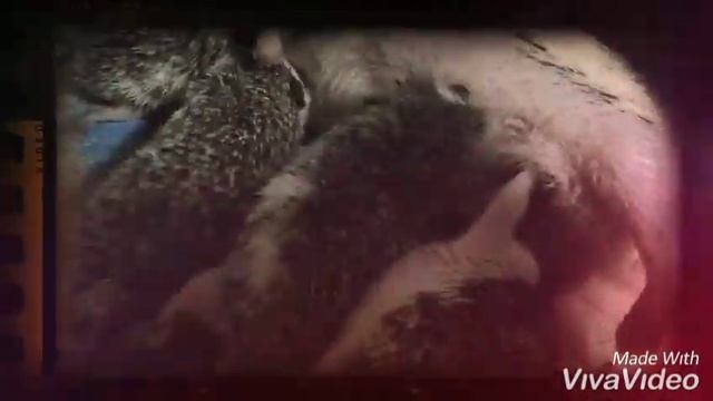 Африканские ежики#кормление малышей смотреть онлайн