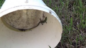 Зеленая ящерица и видео про ящериц