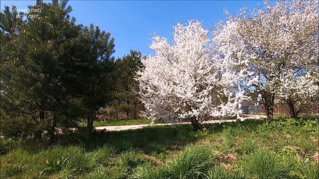 ПЕНИЕ ПТИЦ ИСЦЕЛЯЕТ, -поющие птицы это гармония в душе .ПОЮЩИЕ ПТИЦЫ-ЗАЛОГ ЗДОРОВОЙ НЕРВНОЙ СИСТЕМЫ смотреть онлайн