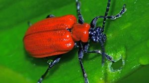 Красный жук на участке. Как избавиться от лилейной трещалки и жука солдатика