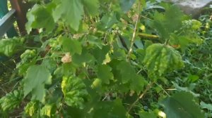 АНТРАКНОЗ СМОРОДИНЫ - красные и бурые пятна на листьях. Опасное заболевание куста, лучшее лечение