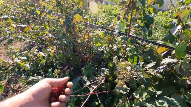 Ремонтантная Малина Квели в октябре. Знатоки сами не знают как выращивать, только советуют. смотреть онлайн