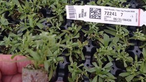 Долгожданная новинка. Новый алиссум.