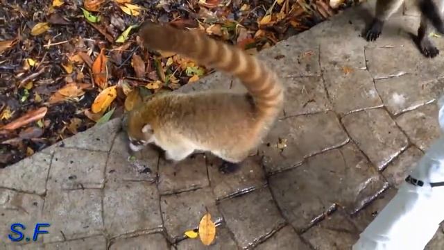 красавцы )))))в первые Мексиканские животные , Coati . смотреть онлайн