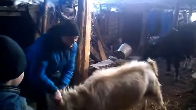 Укрощение строптивого козла!!! смотреть онлайн