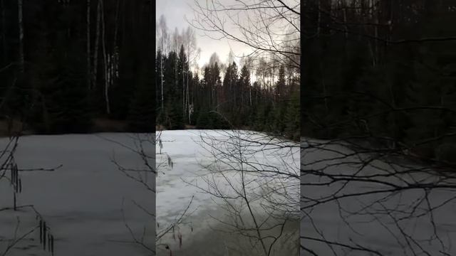 Местный пруд в глубине леса в 300 метрах от дачи. смотреть онлайн