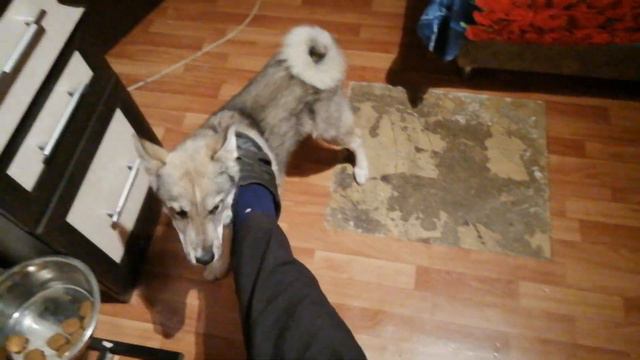 ЗСЛ Алдан и Юта 🐕по вашим просьбам готовим трапезу смотреть онлайн