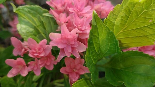 Цветение крупнолистных гортензий ПРИНЦЕССА ДИАНА и СТАР ГЕЙЗЕР смотреть онлайн