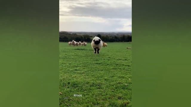 Like A Boss Compilation  - Awesome Peoples