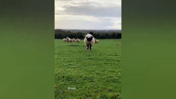 Like A Boss Compilation  - Awesome Peoples