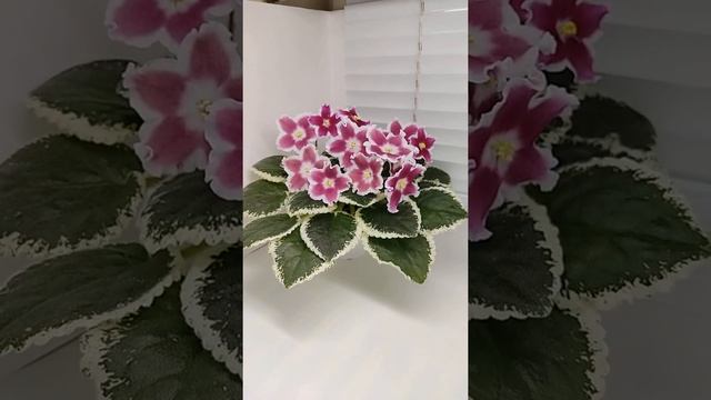 Фиалка ЛЕ-Карусель смотреть онлайн