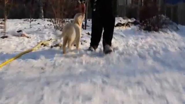 Бегония смотреть онлайн