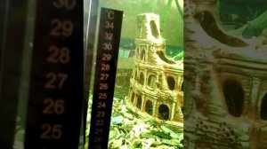 Советы по уходу за рыбами! Гуппи и неоны!