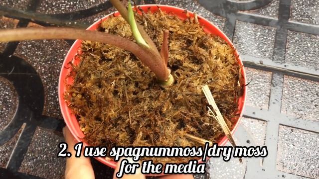 Cara Agar Alocasia Bisma Cepat Tumbuh Tunas смотреть онлайн