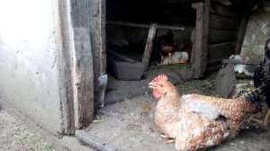 Цыплята падают на ноги. Чем лечила.