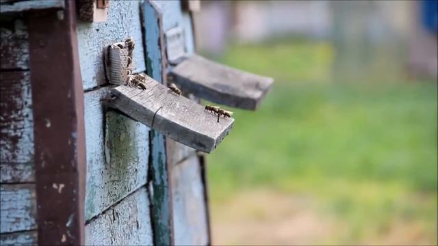 Сон на пчелах смотреть онлайн