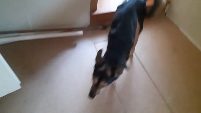 собака ревезор/ Лу не слушается/ Шиншилла устраивает перестановку в клетке| ремонт заканчивается смотреть онлайн