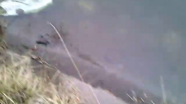 После зимы в пруду умерла рыба. смотреть онлайн