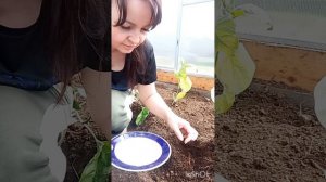 Как посадить огурцы семенами в теплицу.