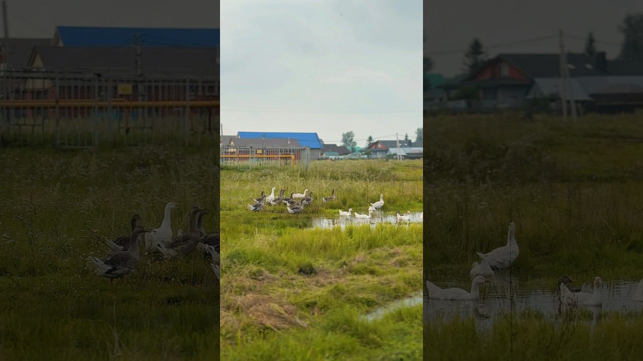 Жить в селе #деревня #bashkortostan #башкирия #village смотреть онлайн