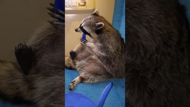 Енот Илюша коротает время в поезде смотреть онлайн