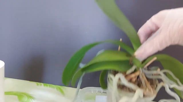 给花后的蝴蝶兰坐月子了 （Subtitles）Confinement for the Phalaenopsis after the flower смотреть онлайн