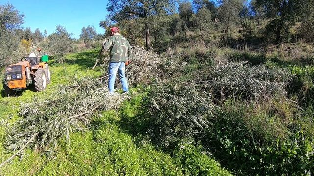 Goldoni 933 RS DT | Triturar restos de poda de oliveira смотреть онлайн