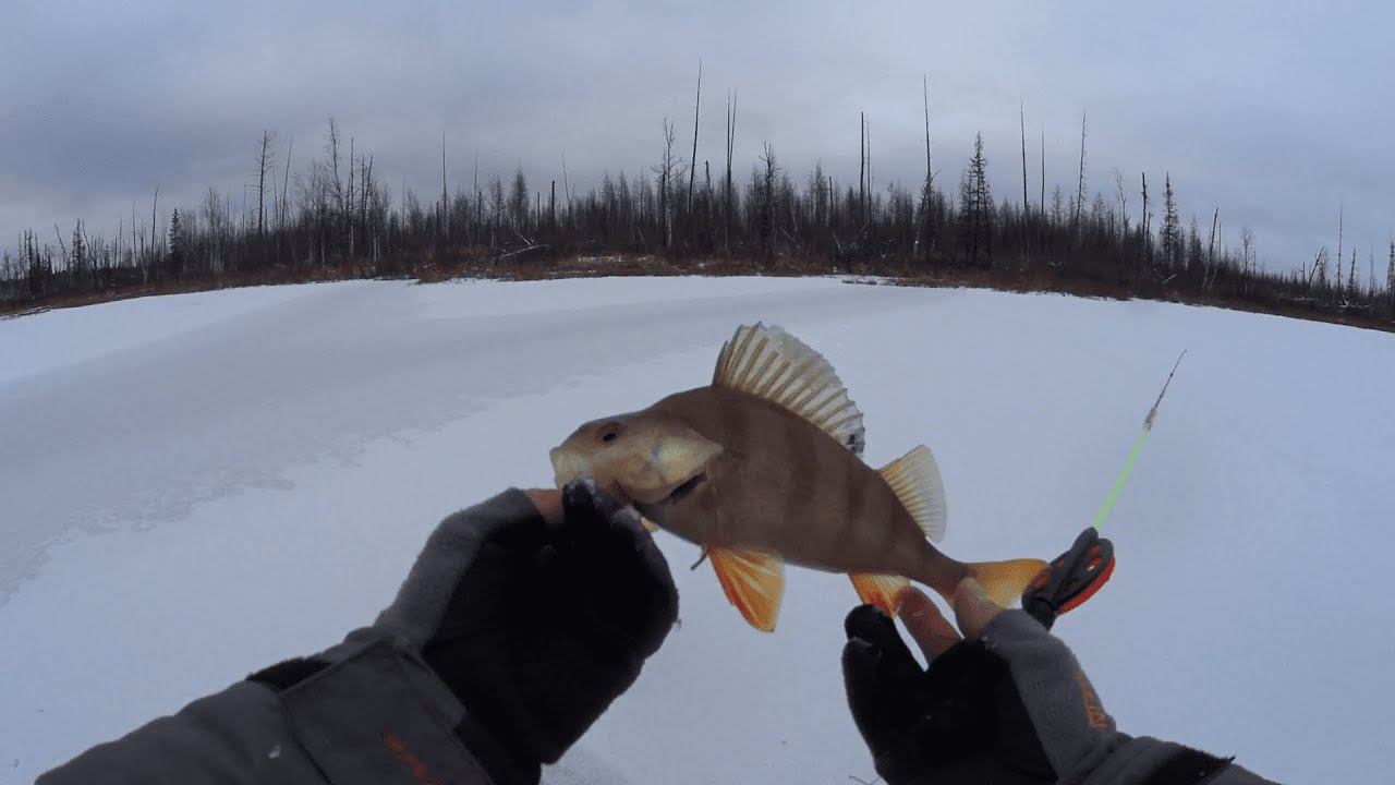 Первый лед. Открытие зимнего сезона 2020 -2021.попали на жер окуня. смотреть онлайн