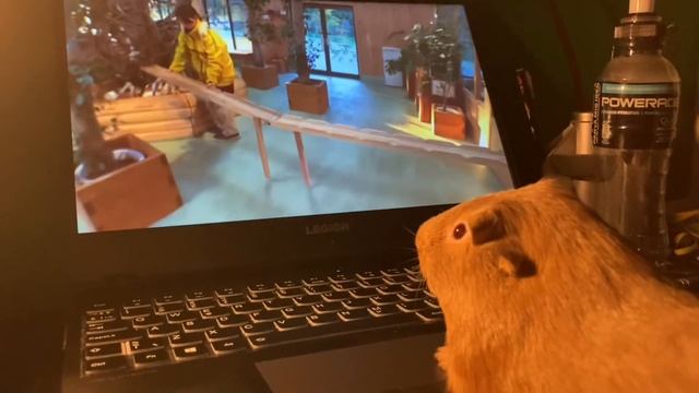 Guinea pig watch guinea pig bridge смотреть онлайн