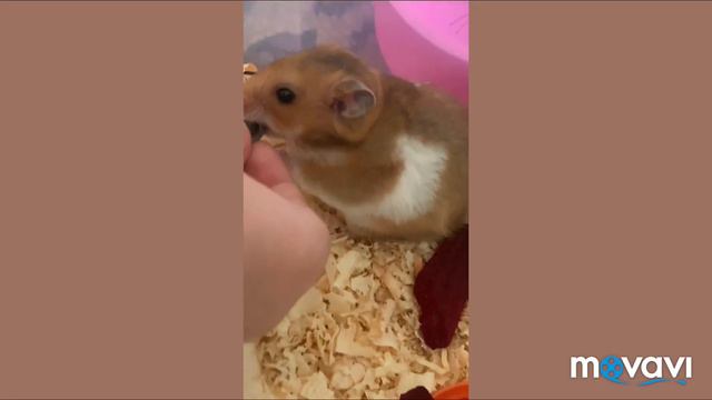 Утро #хомячка Мишки смотреть онлайн