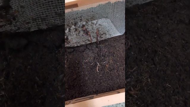 Калифорниец в торфе смотреть онлайн