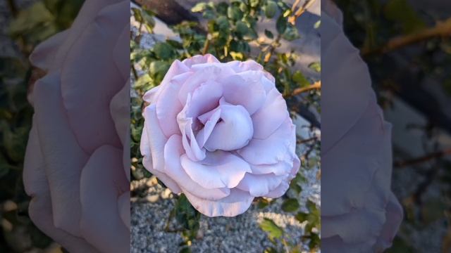 Мантра Ом - для активации седьмой чакры Сахасрара. Activation of the seventh chakra Sahasrara смотреть онлайн