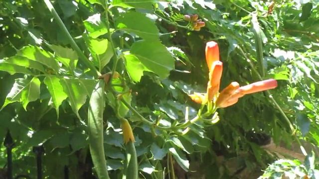 Planta  Enredadera Preciosa CAMPSIS RADICANS.