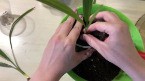 Как вырастить пальму из семян. Часть 2